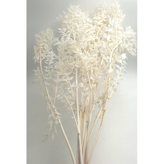 RUSCUS ACULEATUS WHITE H. 70/80 CM 10 STEMS