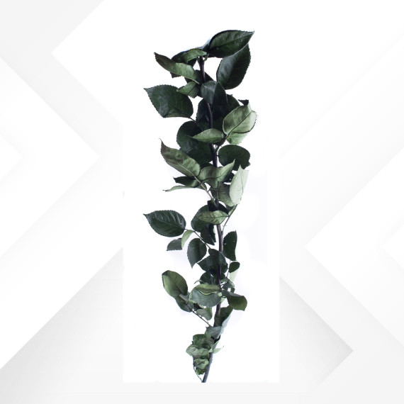 STEM ROSE H. 60