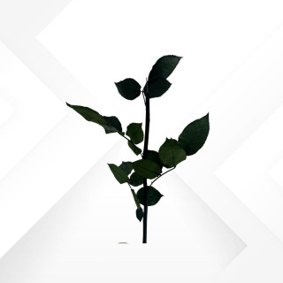 STEM ROSE H. 30