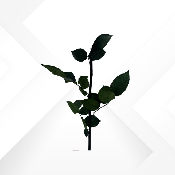 STEM ROSE H. 30