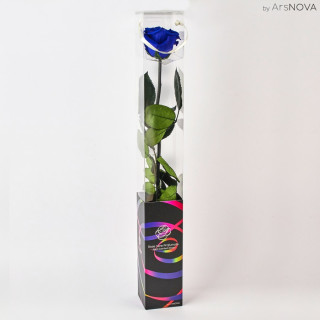 TRANSPARENT BOX d.6 h.55 - SCENTED ROSE WITH STEM - BLUE