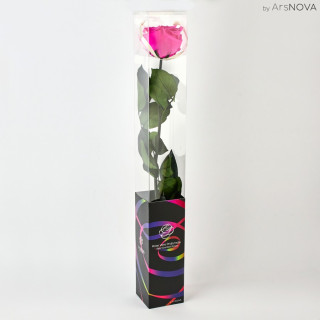 TRANSPARENT BOX d.6 h.55 - SCENTED ROSE WITH STEM - FUCSHIA