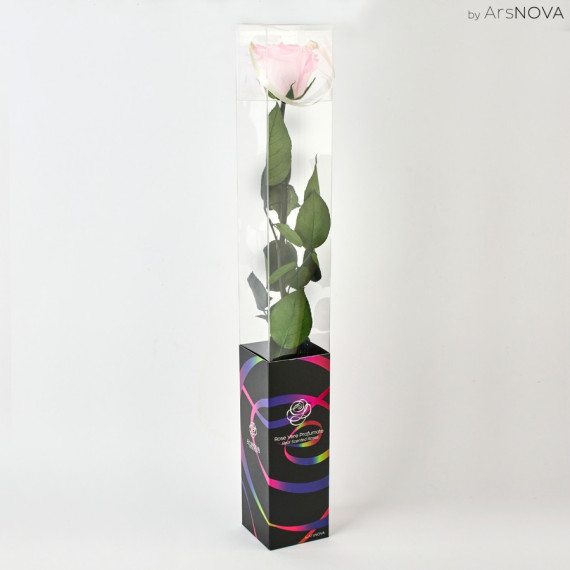 TRANSPARENT BOX d.6 h.55 - SCENTED ROSE WITH STEM - PINK