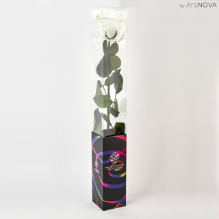 TRANSPARENT BOX d.6 h.55 - SCENTED ROSE WITH STEM - WHITE