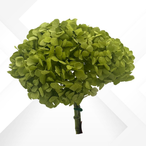 OLIVE GREEN HYDRANGEA STANDARD  d.18/22 cm