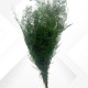 ASPARAGUS PLUMOSUS 40/50 cm 6 stems