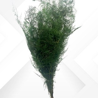 ASPARAGUS PLUMOSUS 40/50 cm 6 stems