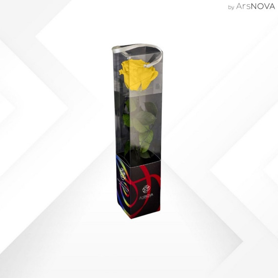 TRANSPARENT BOX d.6 h.30 - SCENTED ROSE WITH STEM - YELLOW