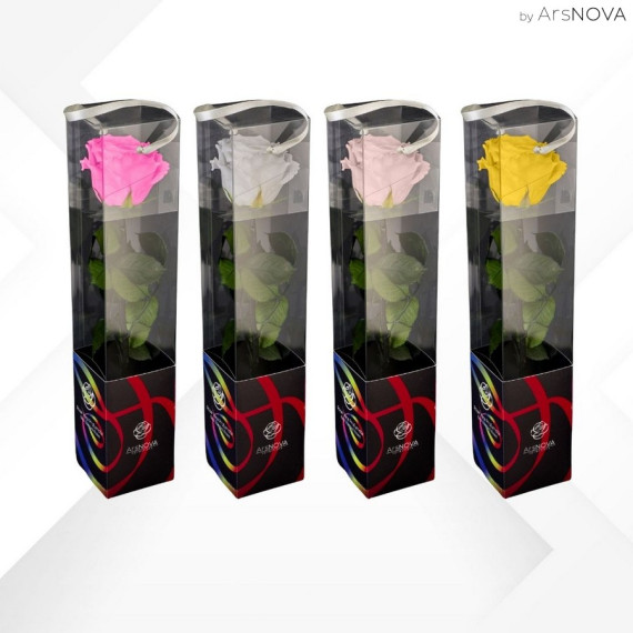 TRANSPARENT BOX d.6 h.30 - SCENTED ROSE WITH STEM - MIX 12 PZ WHITE-YELLOW-PINK-FUCSIA