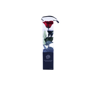 TRANSPARENT BOX d.6 h.30 - SCENTED ROSE WITH STEM - RED