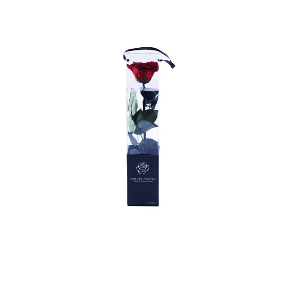 TRANSPARENT BOX d.6 h.30 -SCENTED ROSE WITH STEM -  RED