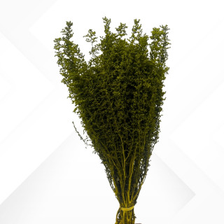 SOLIDAGO GREEN H. 40/50 cm ˜ 150 gr