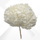 HYDRANGEA MAXI d.25/28 cm h.30 WHITE