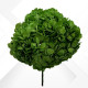 HYDRANGEA MAXI d.25/28 cm h.30 GREEN
