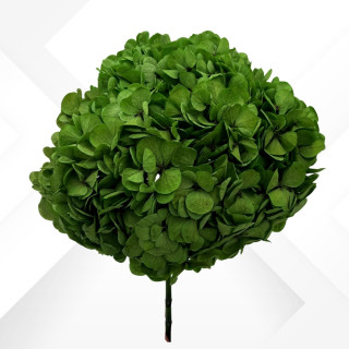 HYDRANGEA MAXI d.25/28 cm h.30 GREEN