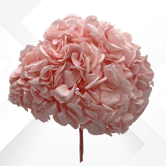 HYDRANGEA MAXI d.25/28 cm h.30 PINK