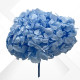 HYDRANGEA MAXI d.25/28 cm h.30 LIGHT BLU