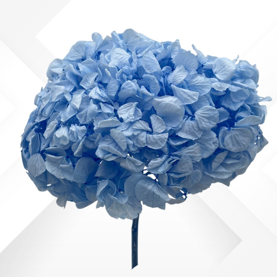 HYDRANGEA MAXI d.25/28 cm h.30 LIGHT BLU