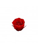 Roses Ars Nova Précieuse diam. 2,5cm