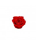 Rose Ars Nova Cherie - Durchmesser 4 cm