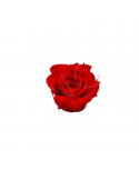 Roses Ars Nova Cherie diam. 4cm