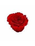 Ars Nova Baccara Rose diam. 6 cm