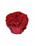 Rosa Romantic - diámetro 6/7 cm