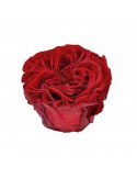 Rose Romantic - Durchmesser 6/7 cm