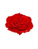 Roses Ars Nova Maxi diam. 12cm