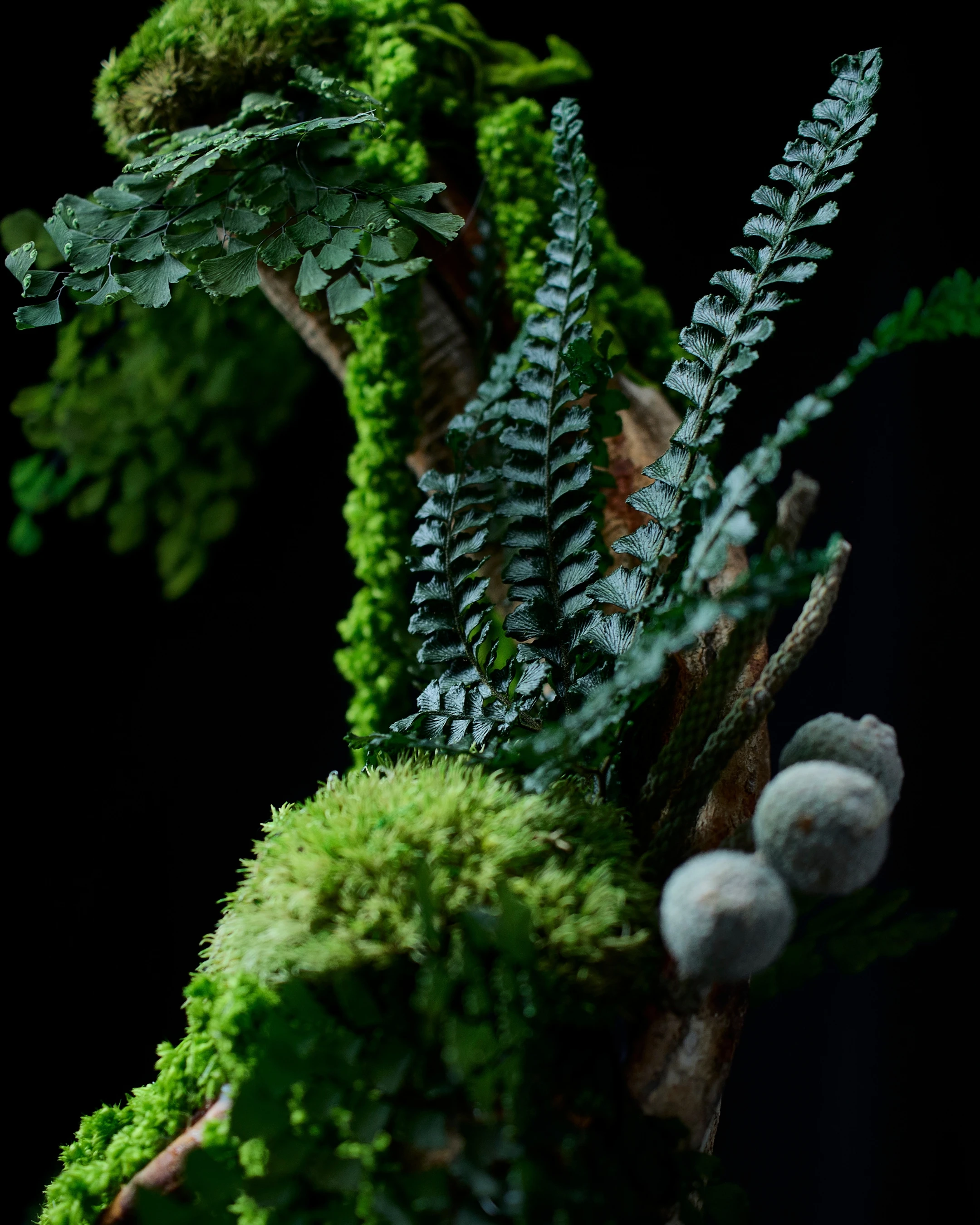 Forever Green