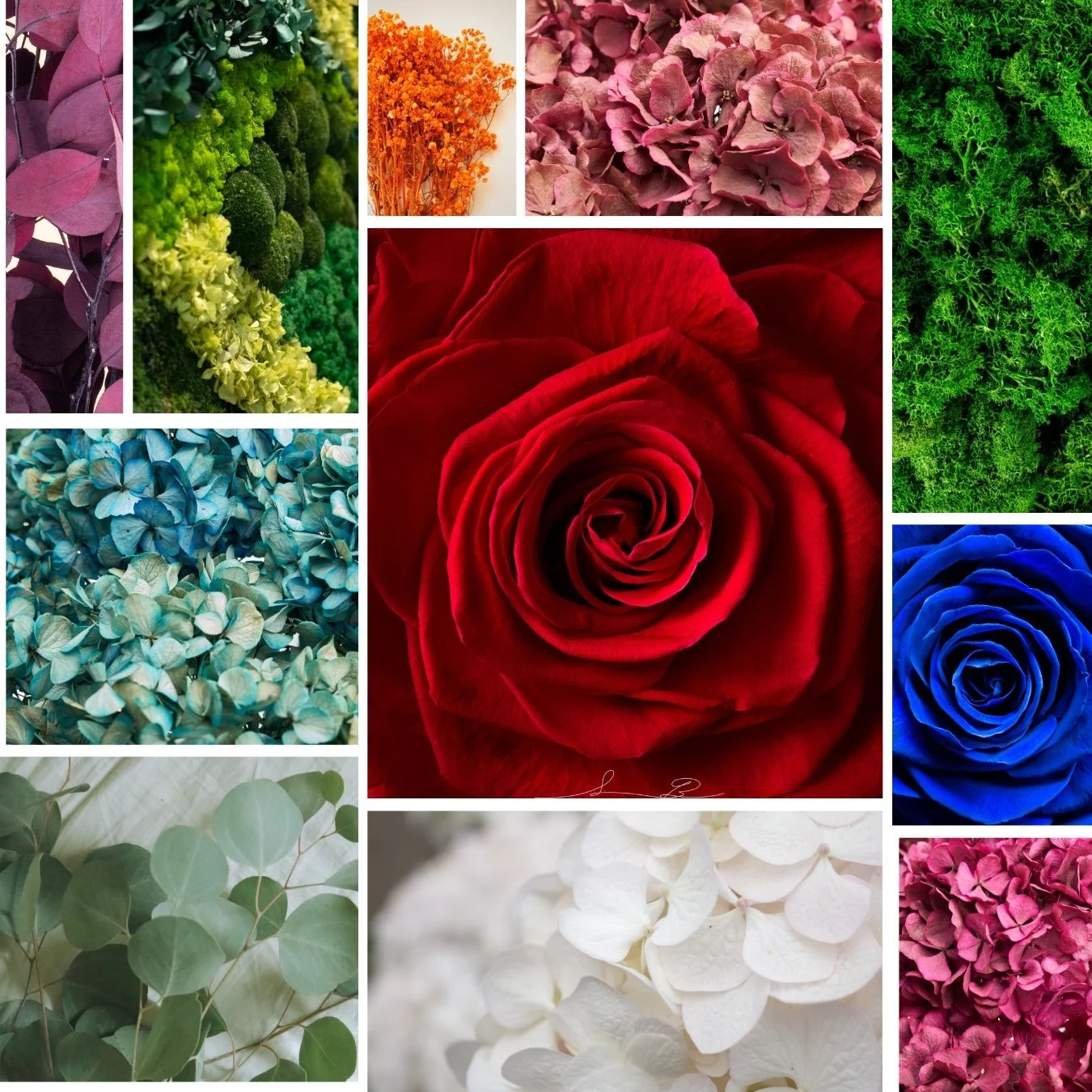 Professional Ars Roses